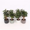 Homebase House Plants | Polycias Fabian In Ceramic Pot - 14Cm