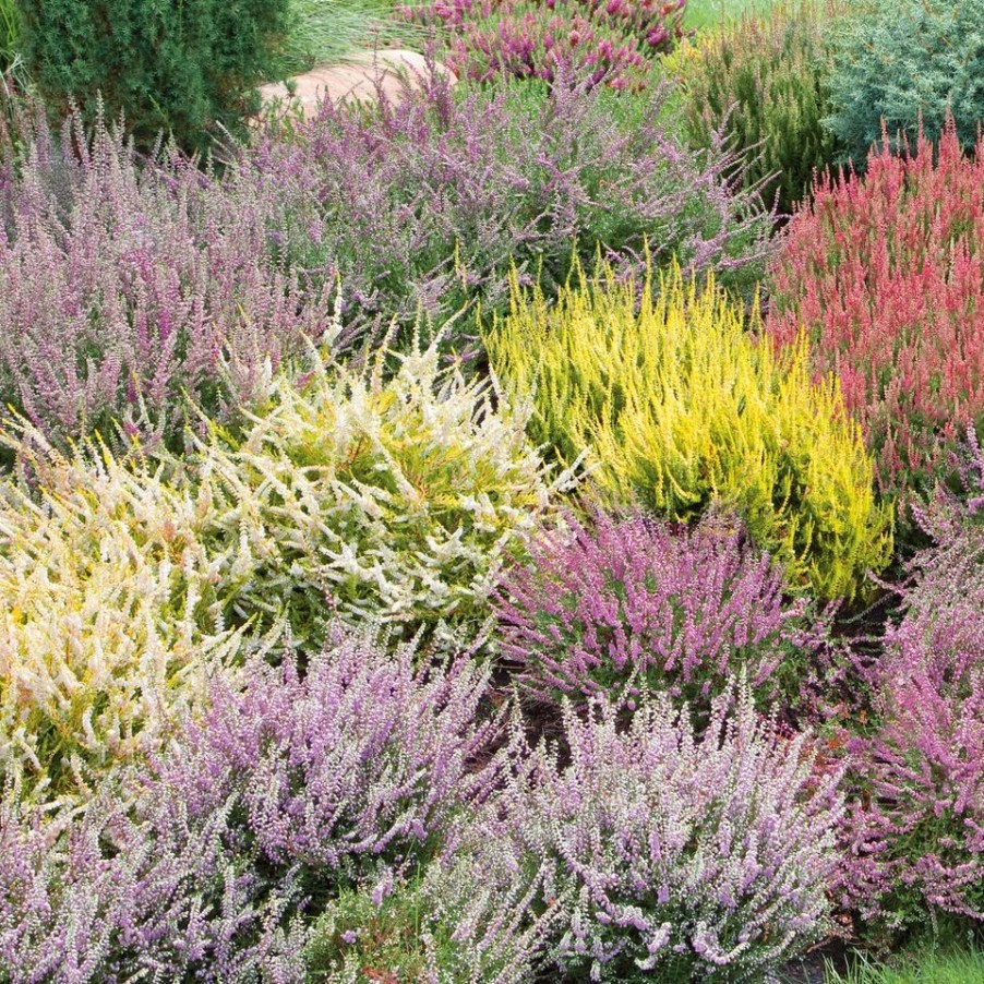 Homebase Shrub, Trees & Roses | Heather Calluna Spring Tips - 13Cm