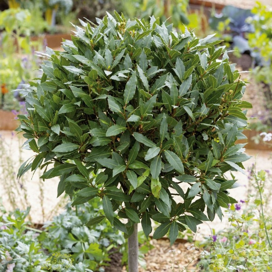 Homebase Specimen Plants | Bay Tree Laurus Nobilis - 24Cm Half Standard