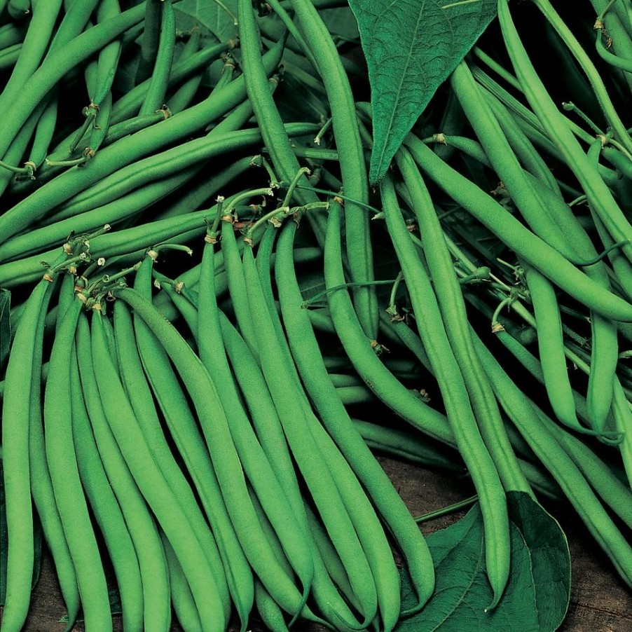 Homebase Seeds | Johnsons Dwarf French Bean Seeds - Tasman