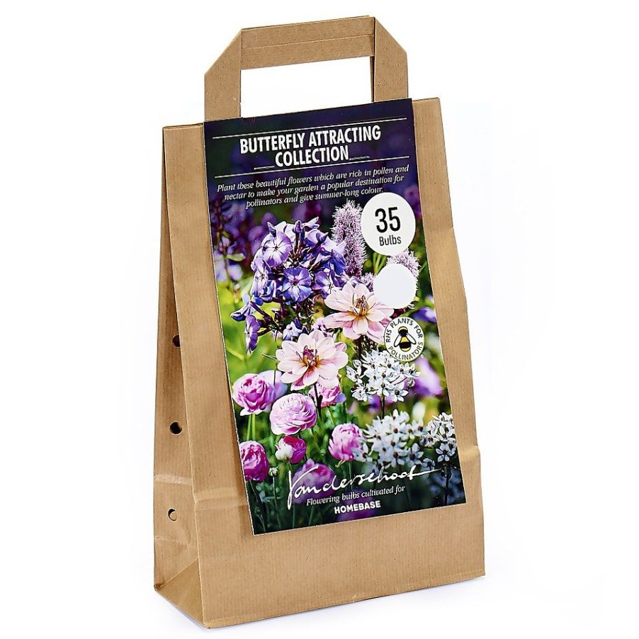 Homebase Summer Flowering Bulbs | Collection Butterfly Attracting