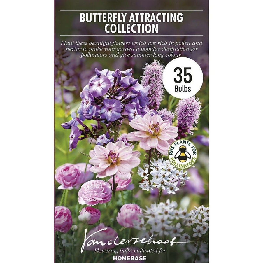 Homebase Summer Flowering Bulbs | Collection Butterfly Attracting