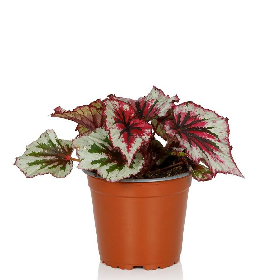 Homebase House Plants | Begonia Beleaf- 13Cm