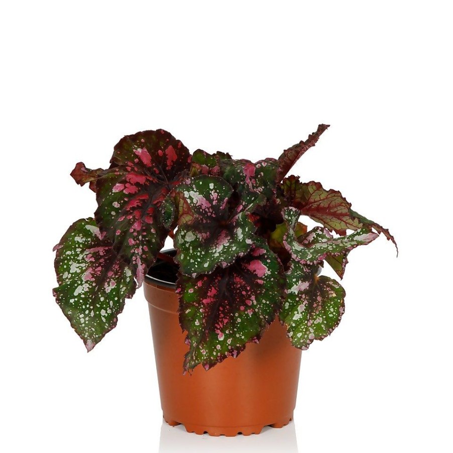 Homebase House Plants | Begonia Beleaf- 13Cm