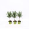 Homebase Grow Your Own | Herb Rosemary - 14Cm Mini Standard