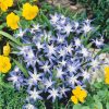 Homebase Perennial Plants | Chionodoxa Luciliea Mix - 1L