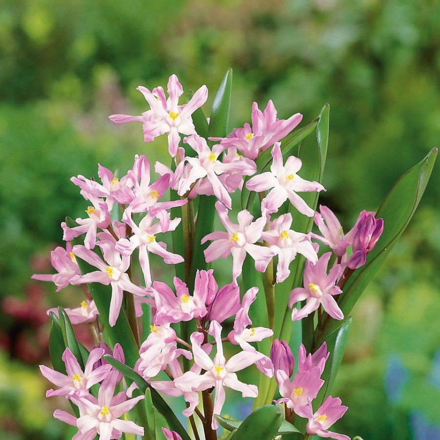 Homebase Perennial Plants | Chionodoxa Luciliea Mix - 1L