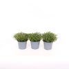 Homebase Grow Your Own | Herb Thyme Lemon - 14Cm