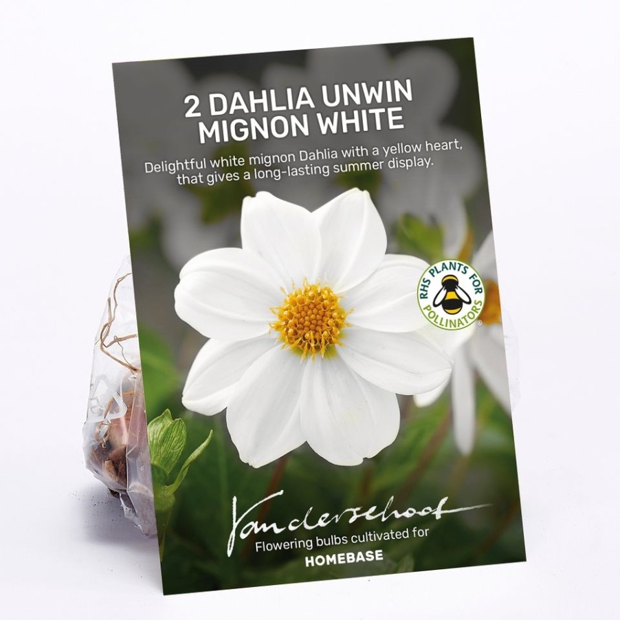 Homebase Summer Flowering Bulbs | Dahlia Unwin Mignon White Bulbs