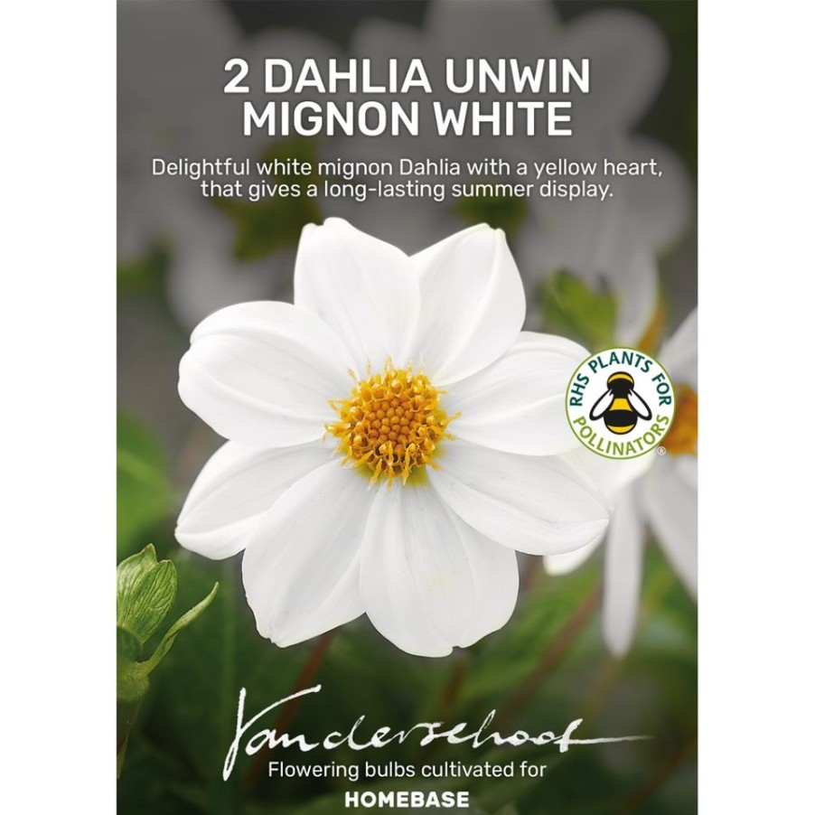 Homebase Summer Flowering Bulbs | Dahlia Unwin Mignon White Bulbs