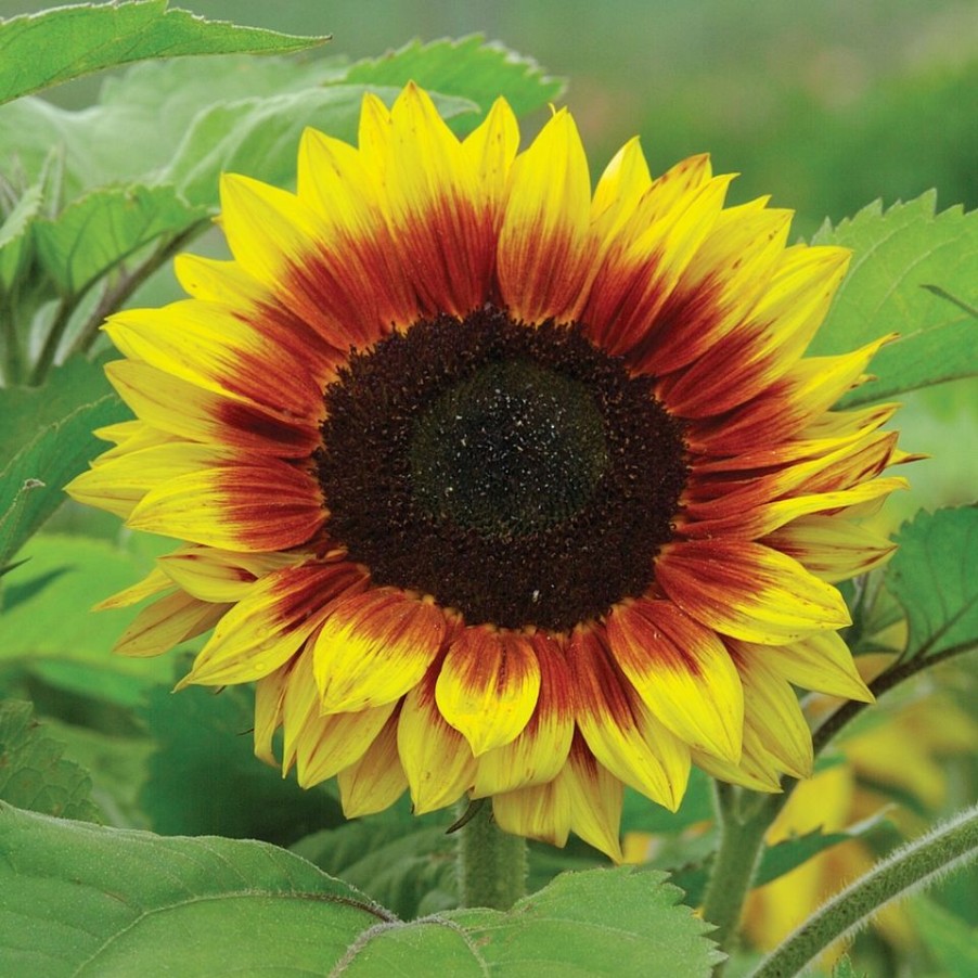 Homebase Seeds | Johnsons Sunflower Seeds - Solar Power