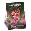 Homebase Summer Flowering Bulbs | Large Flowering Gladioli Candy