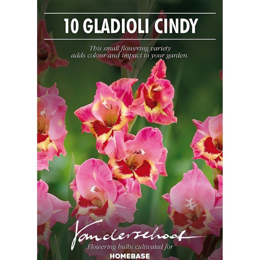 Homebase Summer Flowering Bulbs | Large Flowering Gladioli Candy