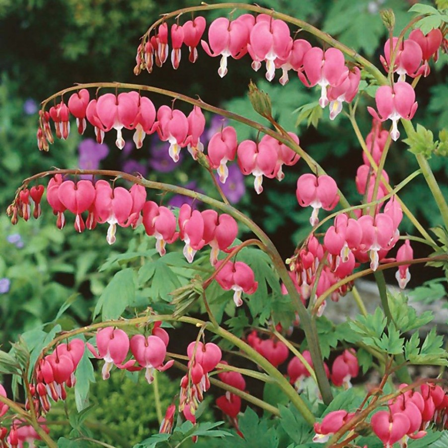 Homebase Perennial Plants | Dicentra Spectabilis 'Bleeding Heart' - 17Cm