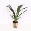 Homebase House Plants | Clivia Miniata In Pot-Cover - 13Cm