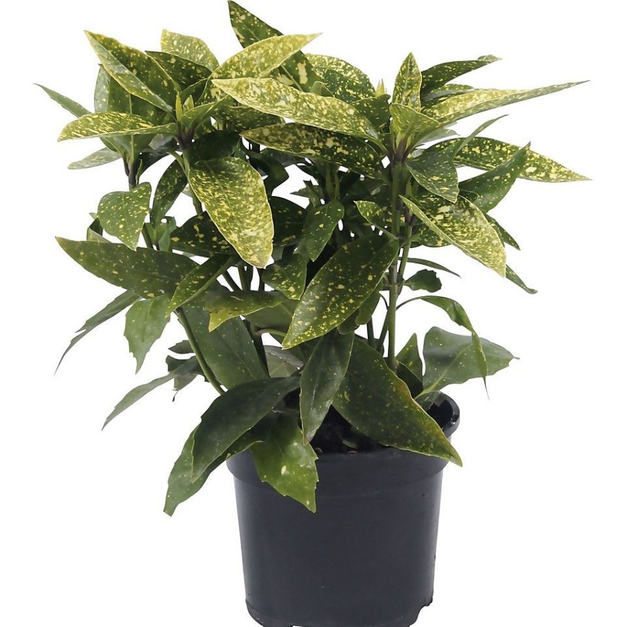 Homebase Shrub, Trees & Roses | Aucuba Japonica Variegata 17Cm