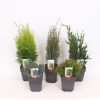 Homebase Shrub, Trees & Roses | Conifer Mix - 17Cm