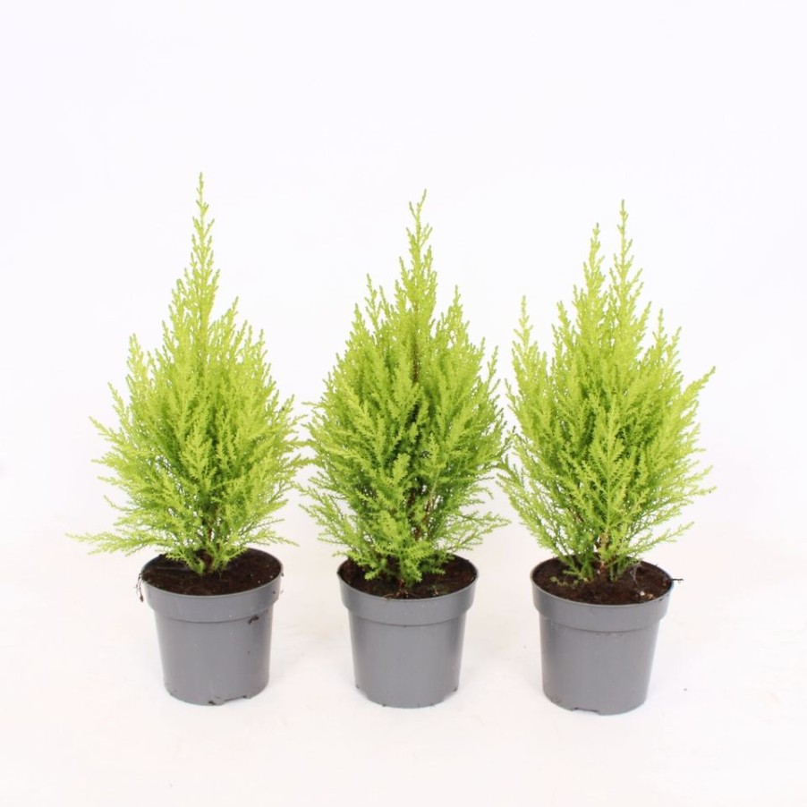 Homebase Shrub, Trees & Roses | Monterey Cypress Goldcrest 'Cupressus Macrocarpa Goldcrest' - 10.5Cm