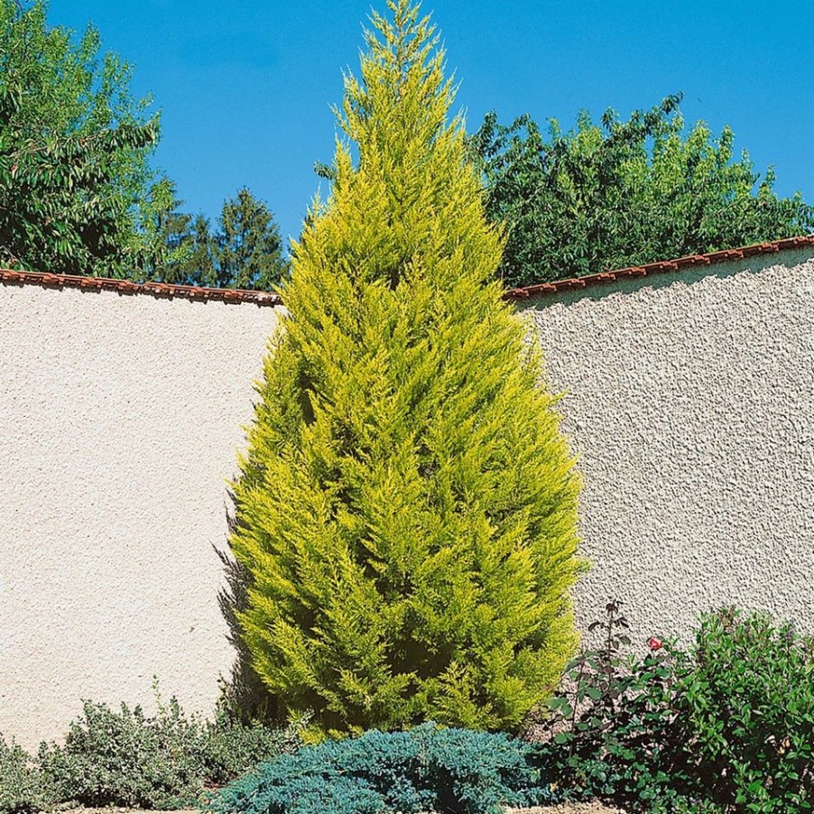 Homebase Shrub, Trees & Roses | Monterey Cypress Goldcrest 'Cupressus Macrocarpa Goldcrest' - 10.5Cm