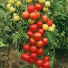 Homebase Grow Your Own | Tomato Moneymaker - Vegetable 9Cm