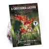 Homebase Summer Flowering Bulbs | Crocosomia Lucifer - Summer Bloom Bulbs