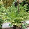 Homebase Perennial Plants | Small Soft Tree Fern (Dicksonia Antarctica) - 23Cm