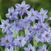 Homebase Perennial Plants | Ipheion Mix 1L