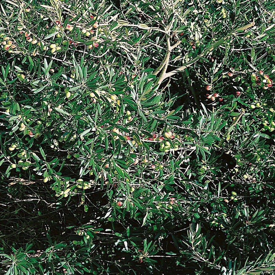 Homebase Specimen Plants | Olive Tree - 24Cm Half Standard