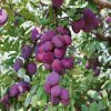 Homebase Grow Your Own | Fruit Tree Plum 'Victoria' - 7.5L