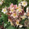 Homebase Perennial Plants | Helleborus Hybrid Mix - 5L