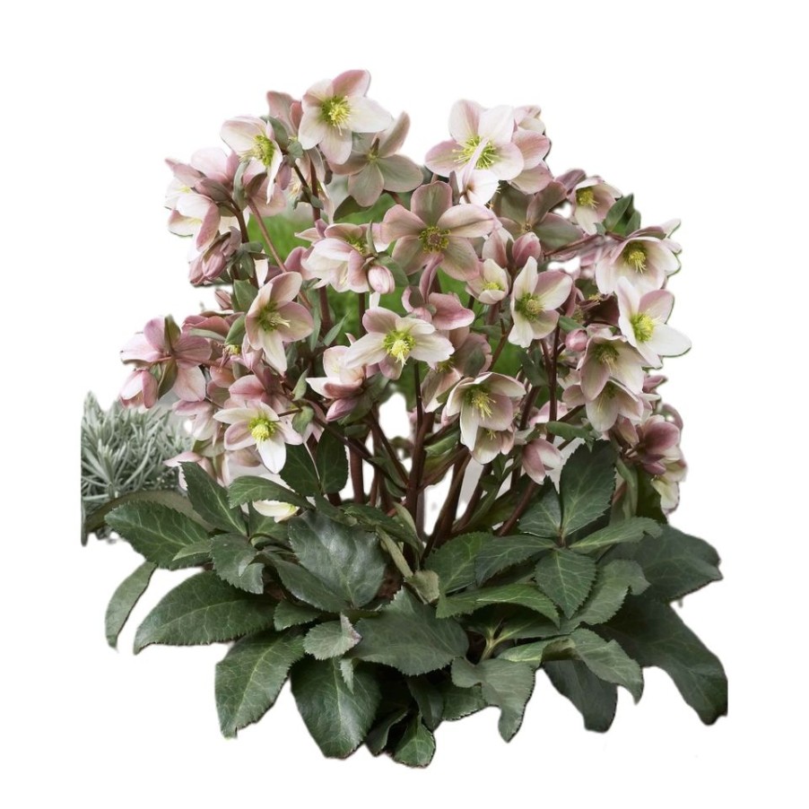 Homebase Perennial Plants | Helleborus Hybrid Mix - 5L