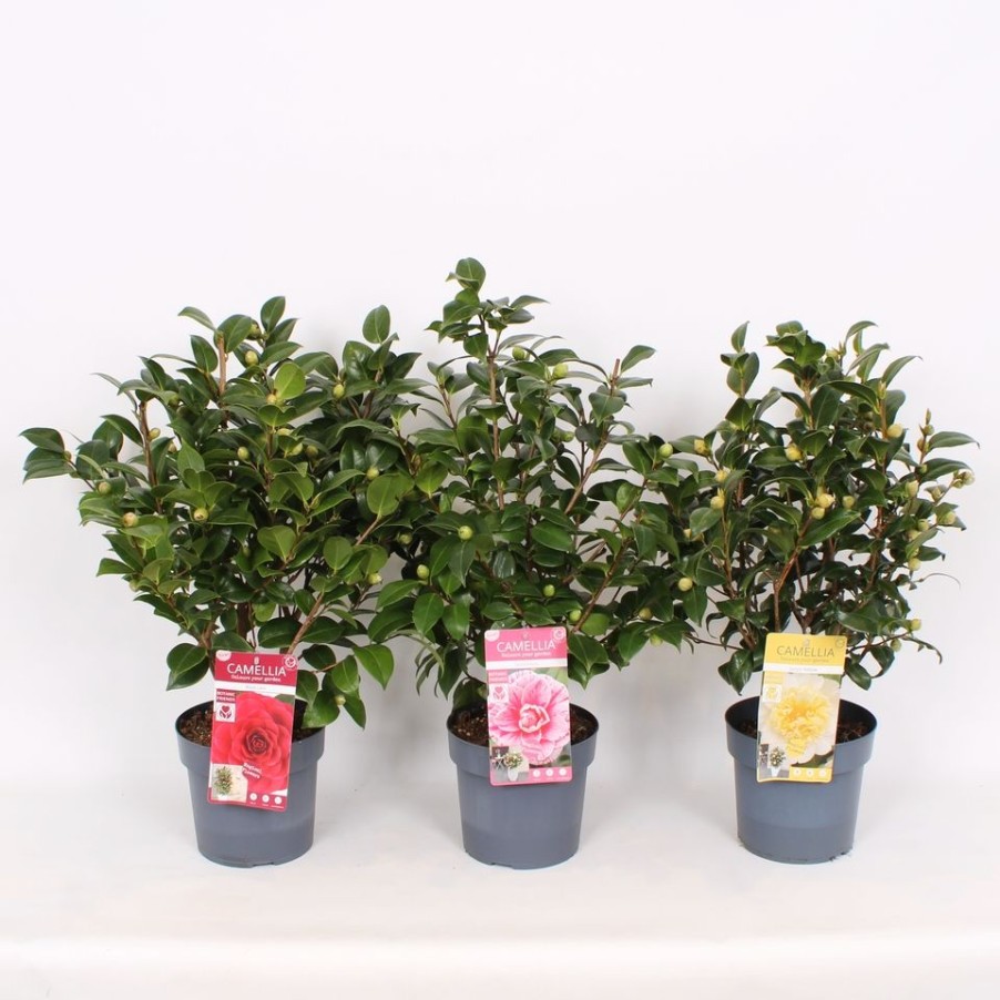 Homebase Shrub, Trees & Roses | Camellia Japonica Mix - 19Cm