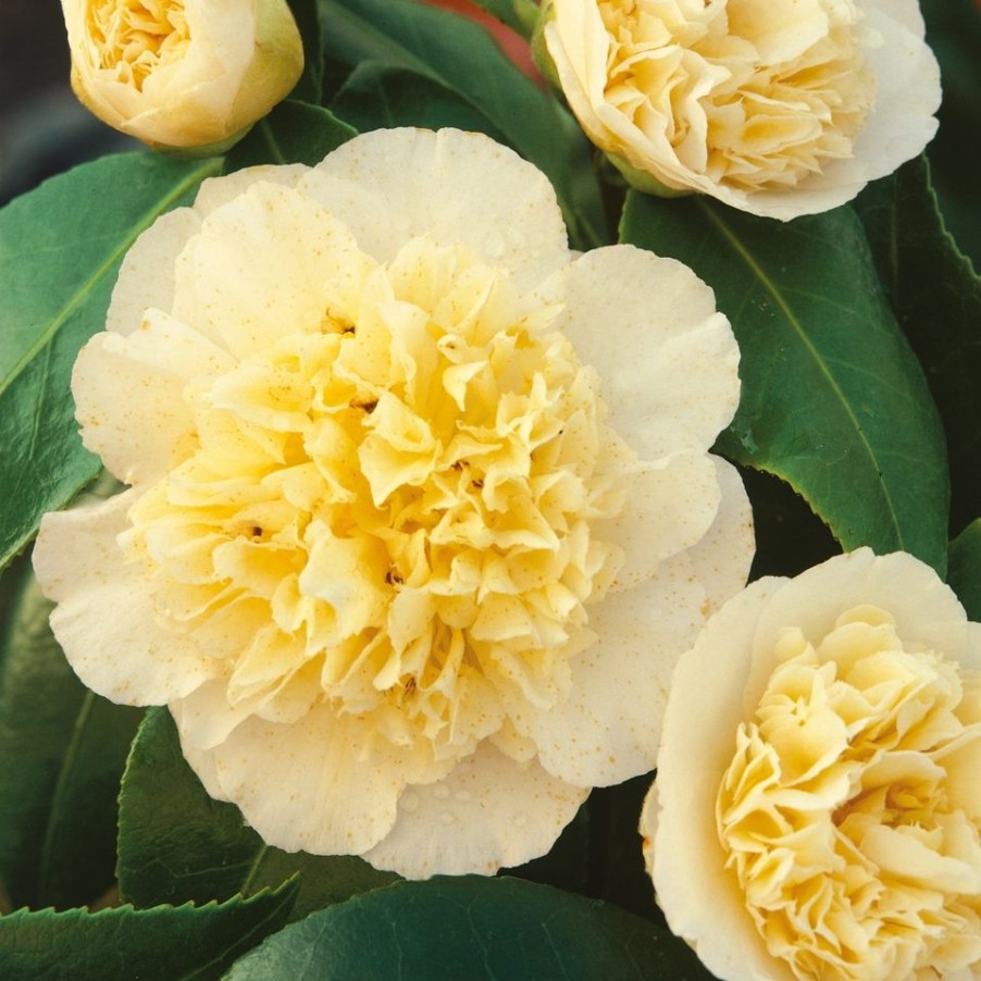 Homebase Shrub, Trees & Roses | Camellia Japonica Mix - 19Cm