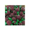 Homebase Shrub, Trees & Roses | Skimmia Japonica Rubella 17Cm