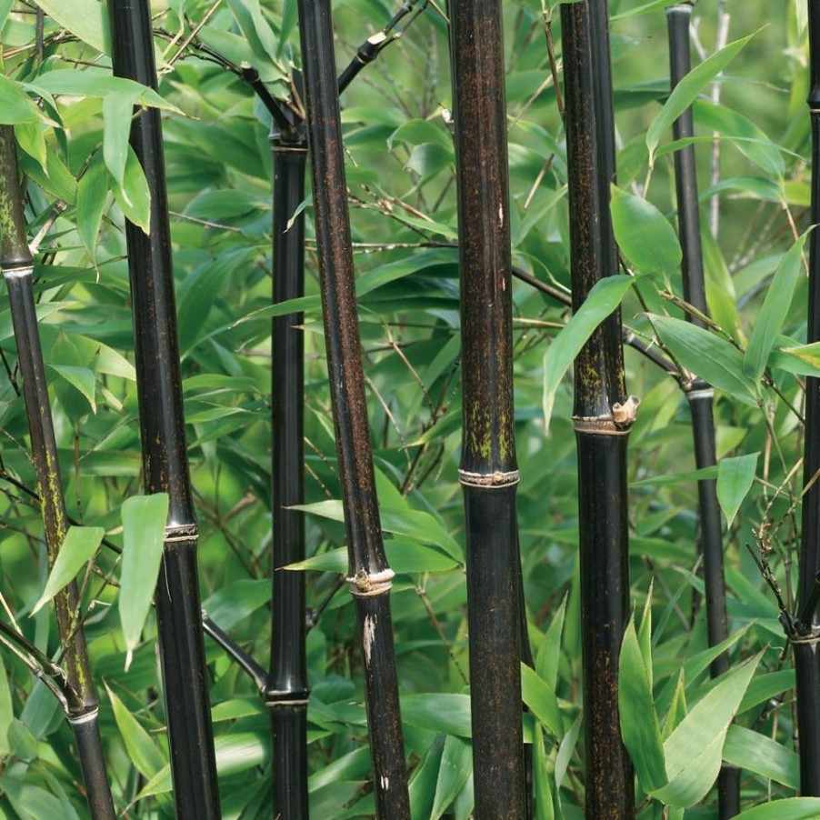 Homebase Specimen Plants | Bamboo Black Phyllostachys Nigra - 18L