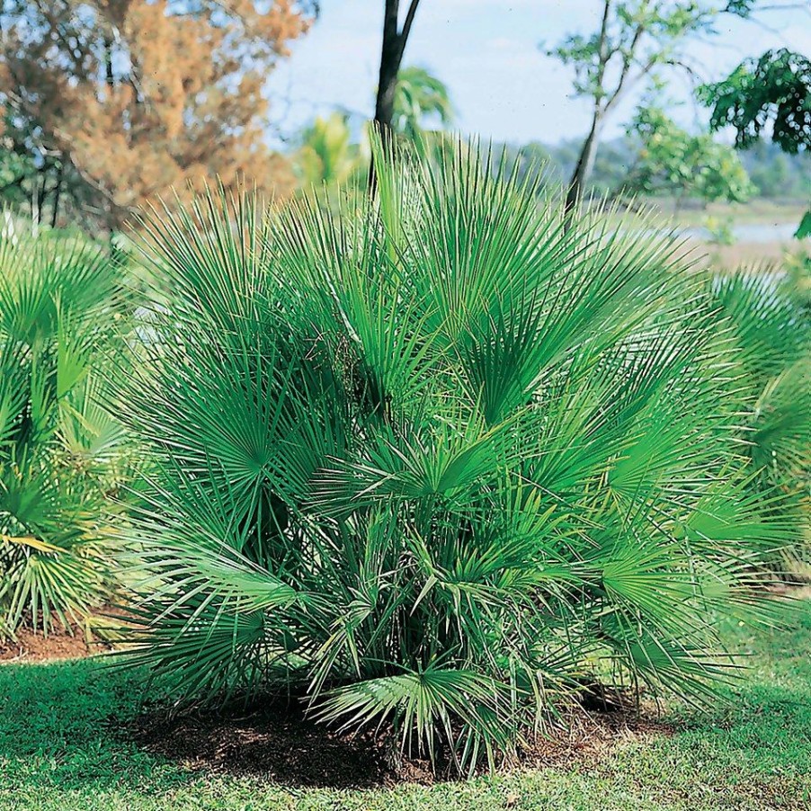 Homebase Specimen Plants | Chamaerops Humilis (Dwarf Fan Palm) - 22Cm