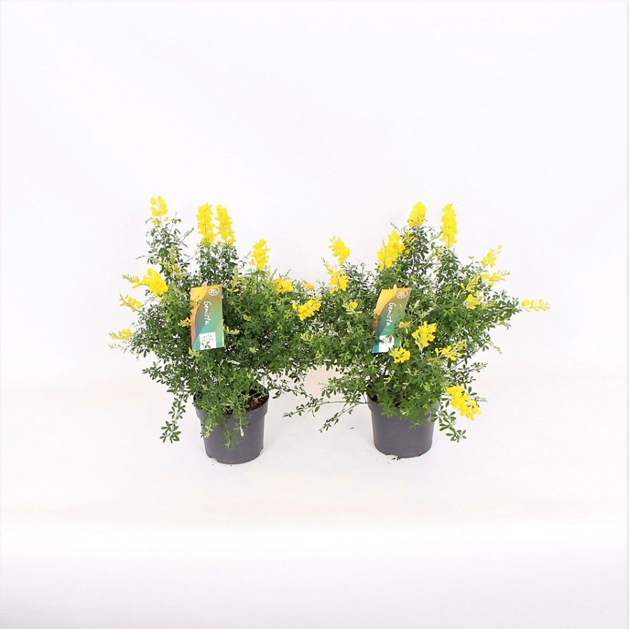 Homebase Shrub, Trees & Roses | Genista Blooming Dreams - 17Cm Standard