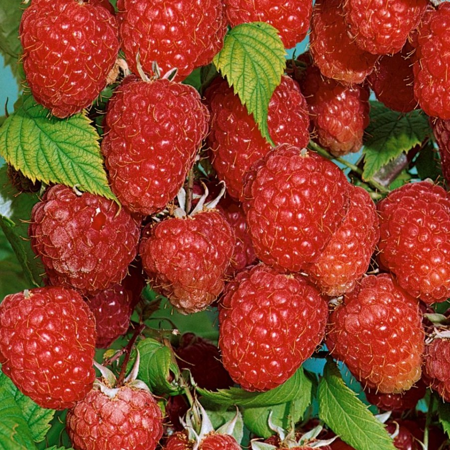 Homebase Grow Your Own | Soft Fruit Raspberry Mix - 2L