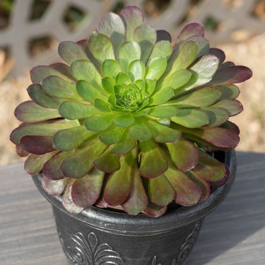 Homebase Perennial Plants | Succulent And Mangave Mix - 23Cm