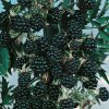 Homebase Grow Your Own | Soft Fruit Blackberry 'Oregon' - 2L