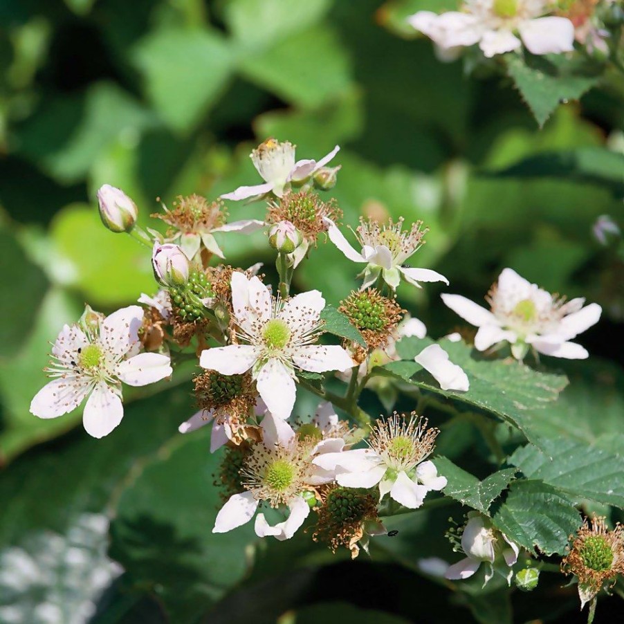 Homebase Grow Your Own | Soft Fruit Blackberry 'Oregon' - 2L