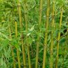 Homebase Specimen Plants | Bamboo Yellow Phyllostachys Aureosulcata F. Spectabilis - 10L