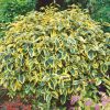 Homebase Shrub, Trees & Roses | Elaeagnus X Ebbingei Gilt Edge - 9L Bush