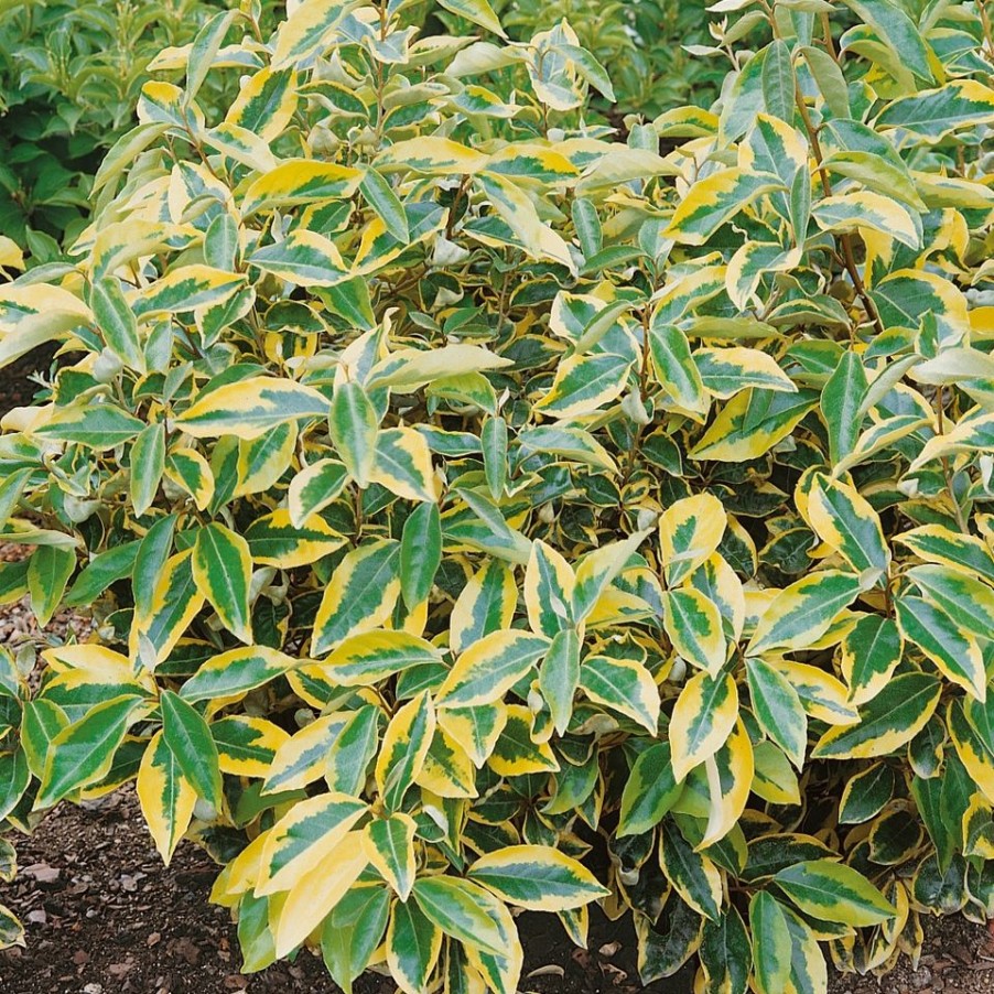 Homebase Shrub, Trees & Roses | Elaeagnus X Ebbingei Gilt Edge - 9L Bush