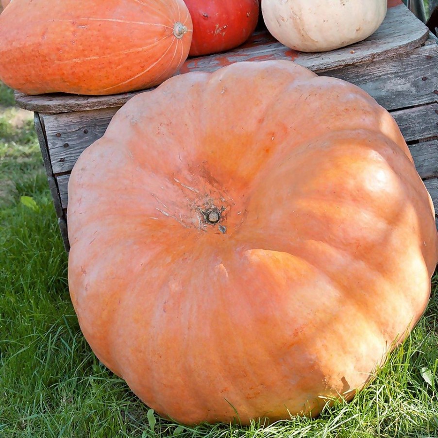 Homebase Grow Your Own | Pumpkin Charmed - Vegetable 9Cm