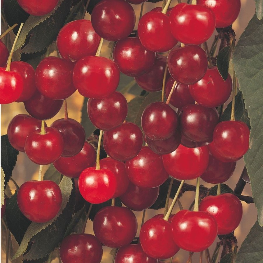 Homebase Grow Your Own | Fruit Tree Cherry 'Stella' - 7.5L