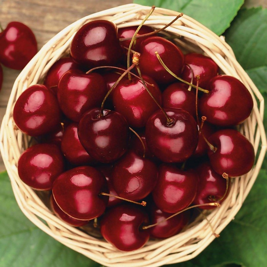 Homebase Grow Your Own | Fruit Tree Cherry 'Stella' - 7.5L