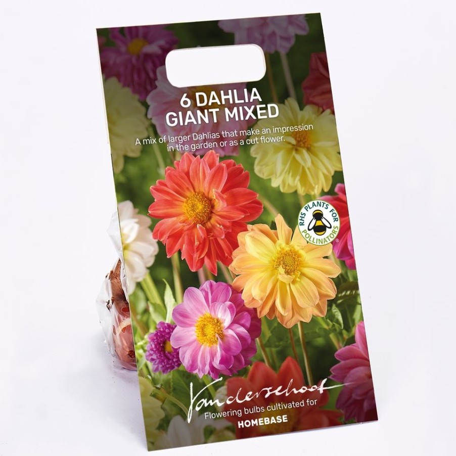 Homebase Summer Flowering Bulbs | Dahlia Giant Mixed Bulbs