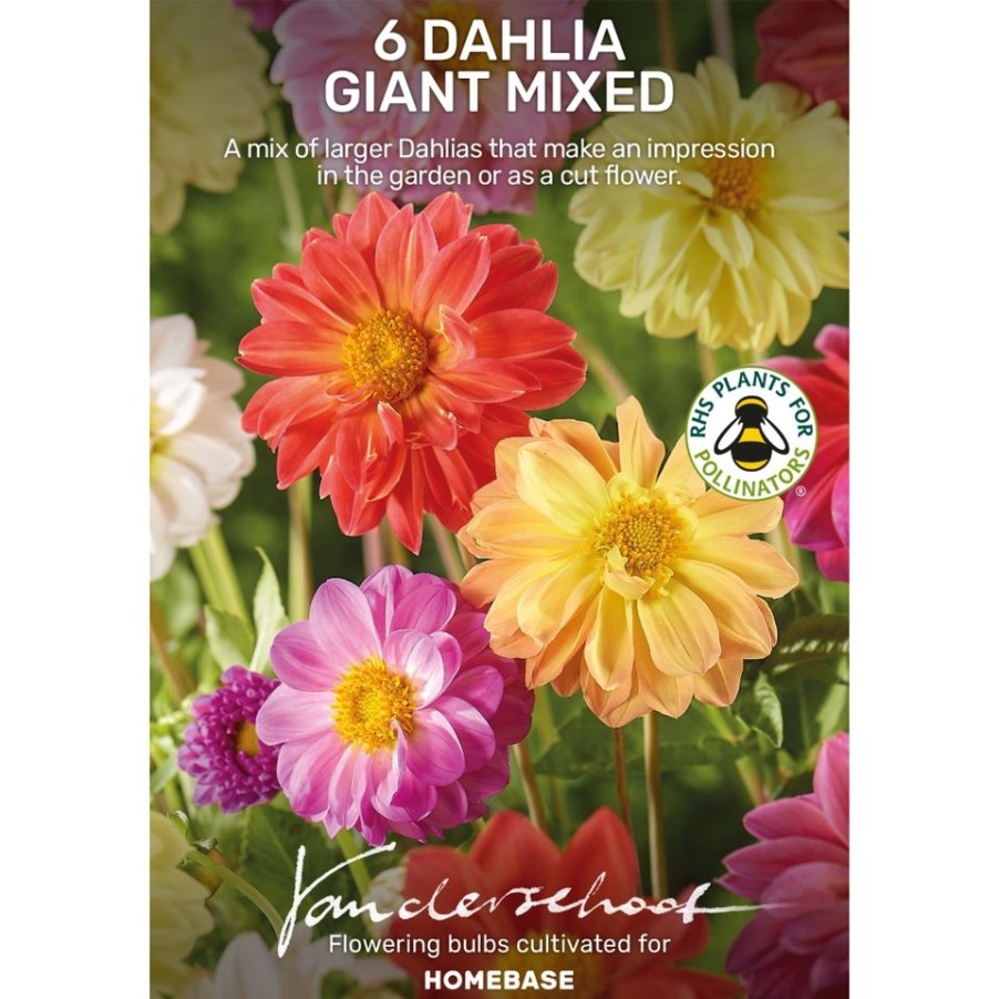 Homebase Summer Flowering Bulbs | Dahlia Giant Mixed Bulbs