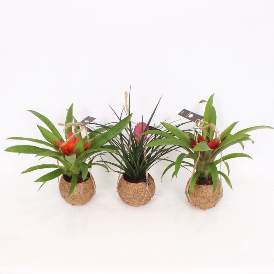 Homebase House Plants | Bromelia Cocos Hanging Baskets